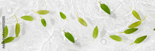 Green leaves on blue water background close-up. White texture surface with rings and ripple. Flat lay, top view, copy space.