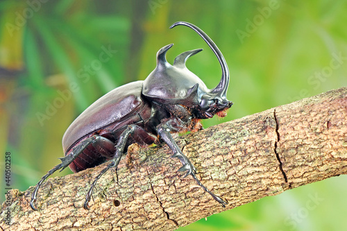 Beetle : Siamese five-horned beetle (Eupatorus siamensis), an endemic species of  rhinoceros beetles in Northeast (Isan) Thailand © Cheattha