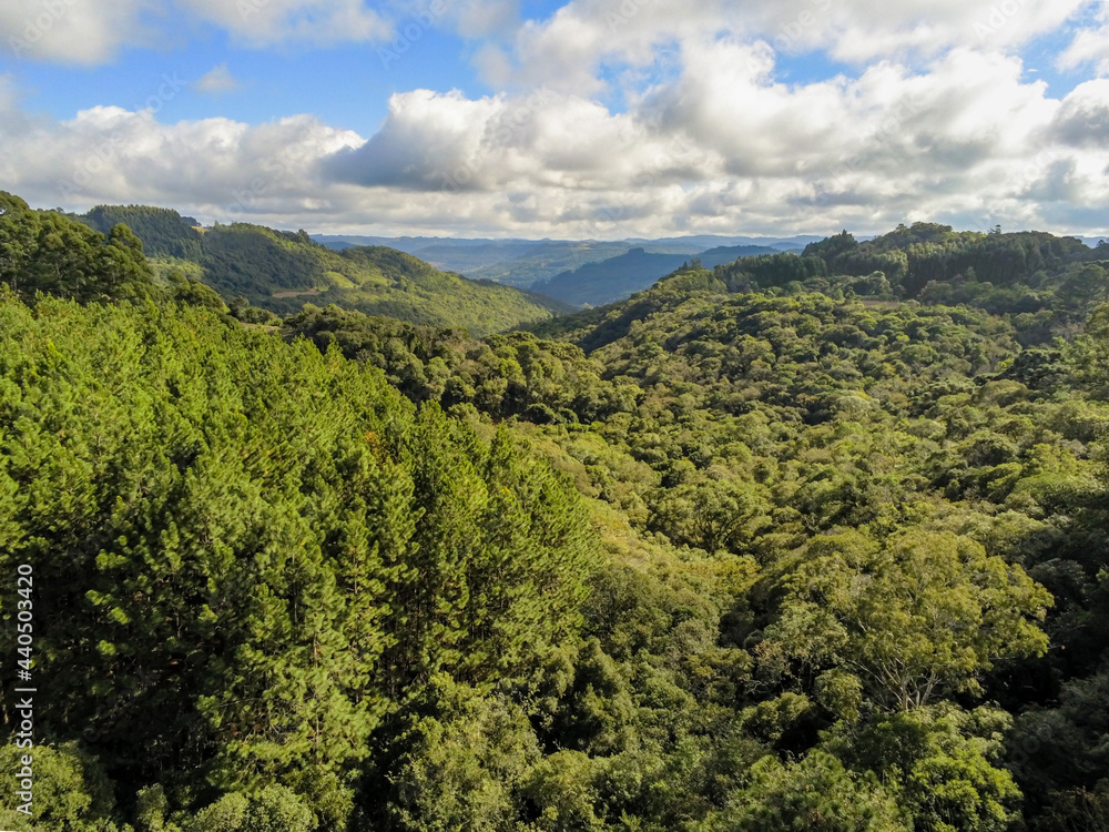 Aerial view of forest in valley