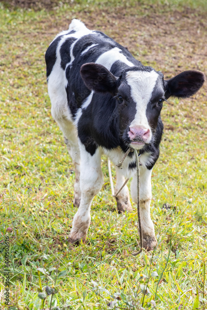 Small calf in farm field