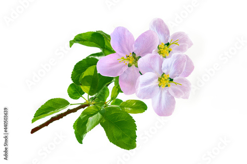 Flowering branch of Apple tree isolated on a white background.