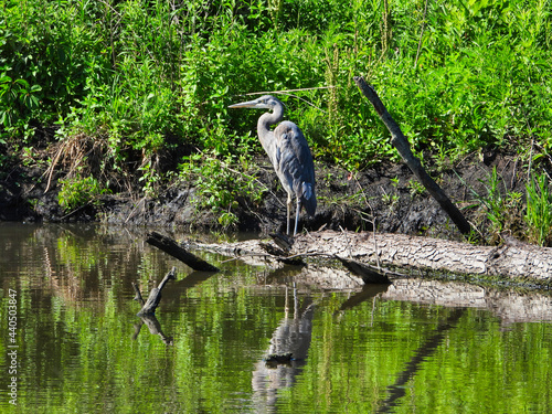 Great Blue Heron Stands at Water s Edge  A great blue heron bird stands on a log on the water s edge with reflection in the clear water on a sunny summer day