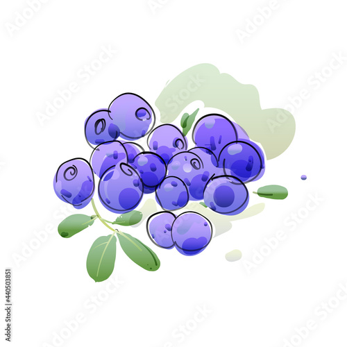 Blueberries, berries and leaves, vector illustration in hand drawn style