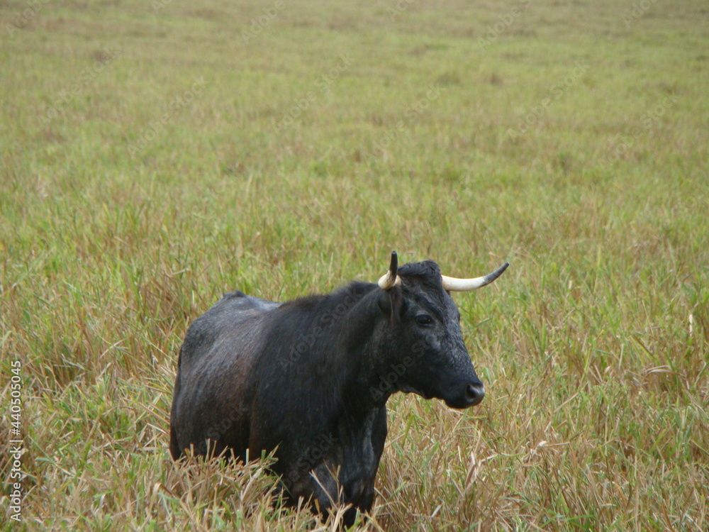 Lydia's bull Lydia's bull