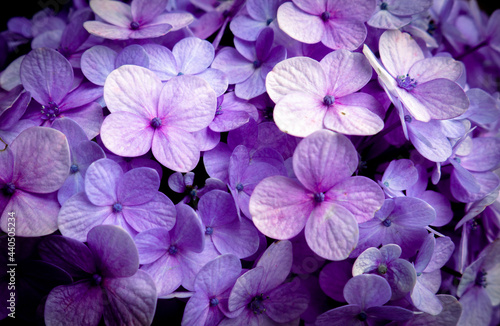 purple flowers in the garden © Tomy