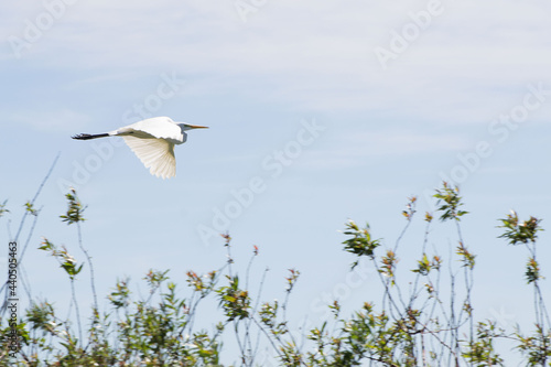 Platalea alba, garza blanca en Esteros del Iberá