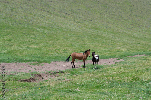 caballo en pradera en Mendoza