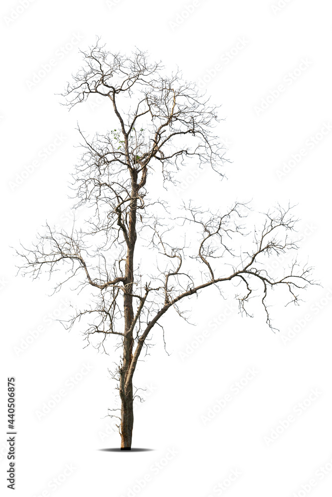 Dead tree with clipping path isolated on white background. Dead tree with clipping path isolated on white background.
