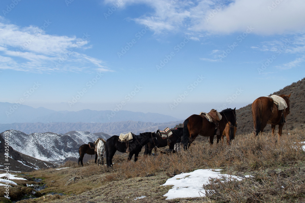 caballos caballos