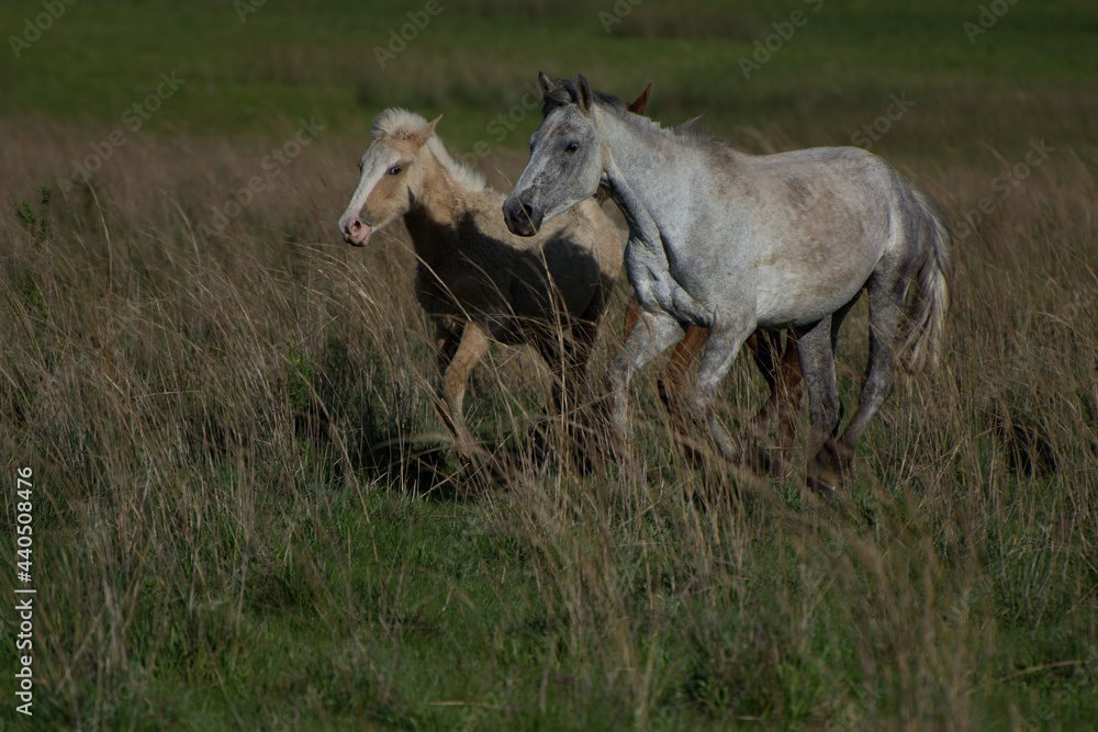 Obraz premium caballo