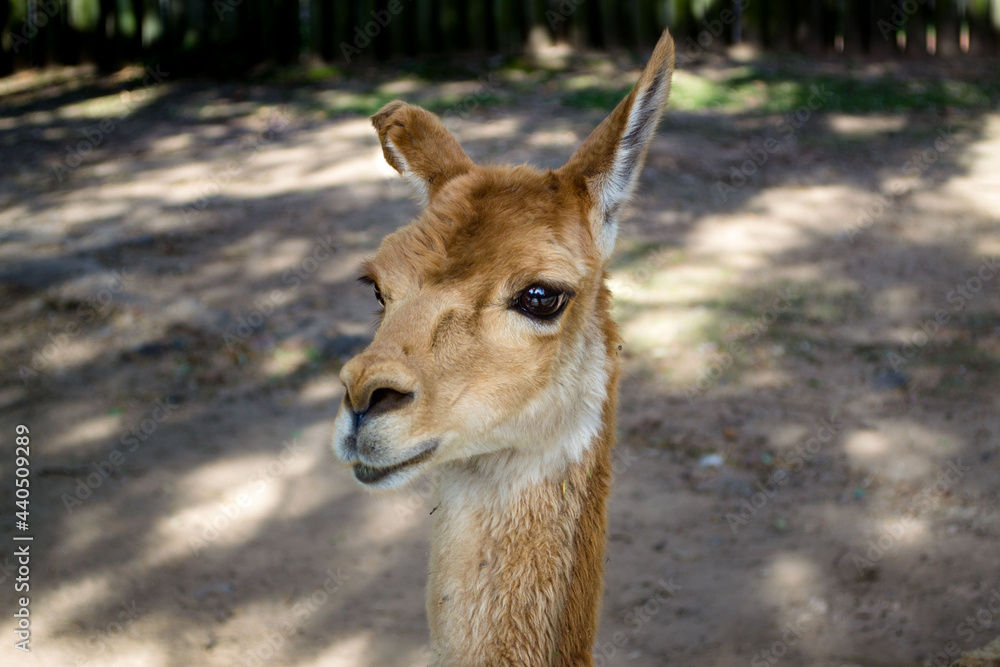 Fototapeta premium guanaco