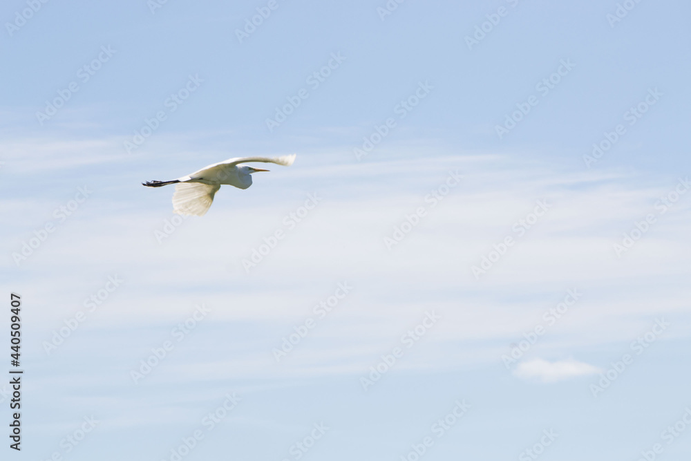 ave Platalea alba, espátula blanca ave Platalea alba, espátula blanca