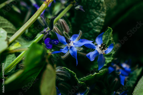 Wallpaper Mural Collection of flowers freshly picked from garden Torontodigital.ca