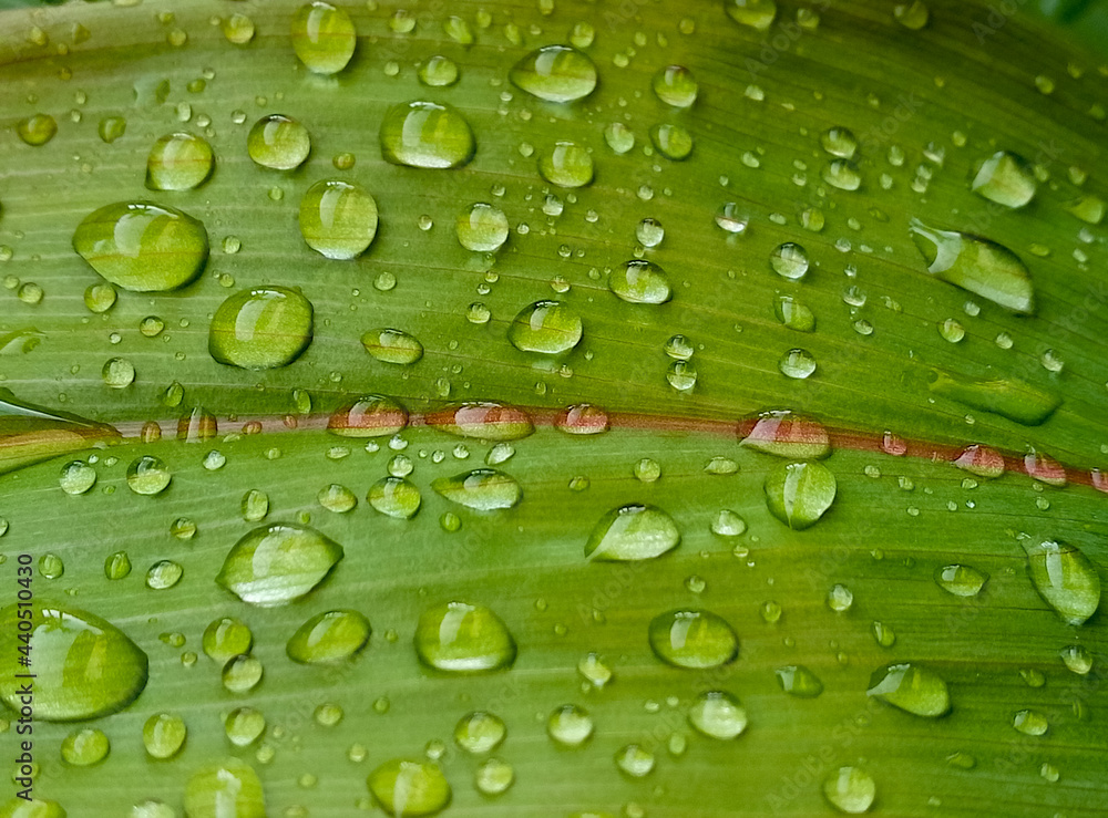 water droplets on green leaves as an abstract background