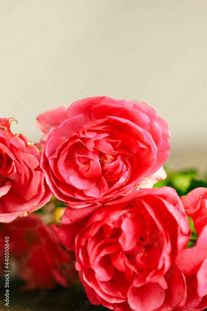 Bunch of fresh pink roses closely cropped with copy space Bunch of fresh pink roses closely cropped with copy space