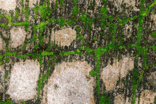 Moss green on cracked wall texture background.