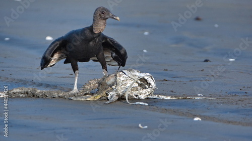 Black vulture (Coragyps atratus) eating carrion on the beach in Las Penas, Ecuador