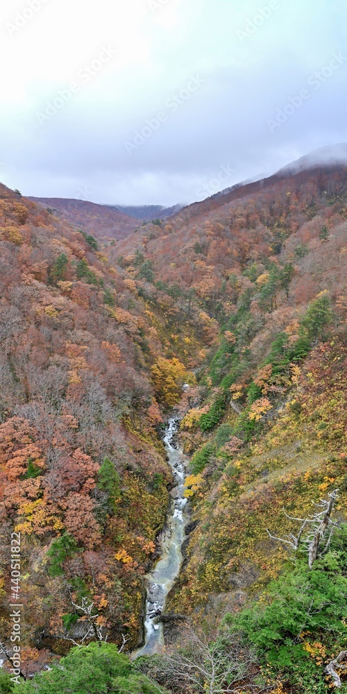 城ヶ倉大橋から見おろすちょうど見頃の紅葉に囲まれた渓流の情景＠青森