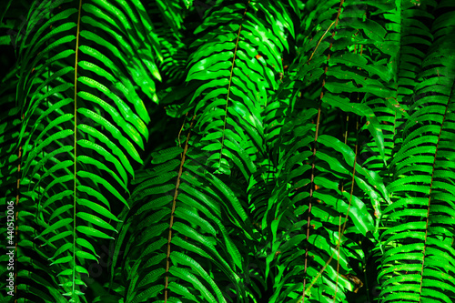 Green fern leaves in the morning light