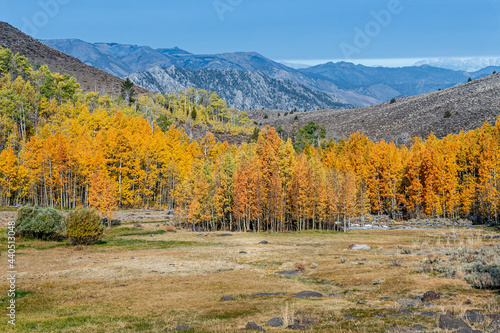 Cluster of Aspen trees and meadow in the Eastern Sierras, with the mountains in the background against a blue cloudless sky