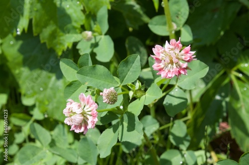 Wallpaper Mural 비가 내린 후의 자연의 싱그러운 들꽃 Torontodigital.ca