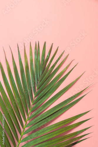Palm leaf lay on pink background. Summer background concept.