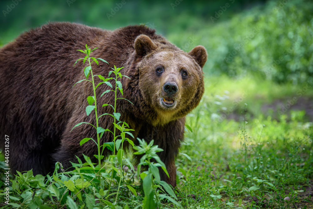 Wild Brown Bear in the summer forest. Animal in natural habitat. Wildlife scene Wild Brown Bear in the summer forest. Animal in natural habitat. Wildlife scene