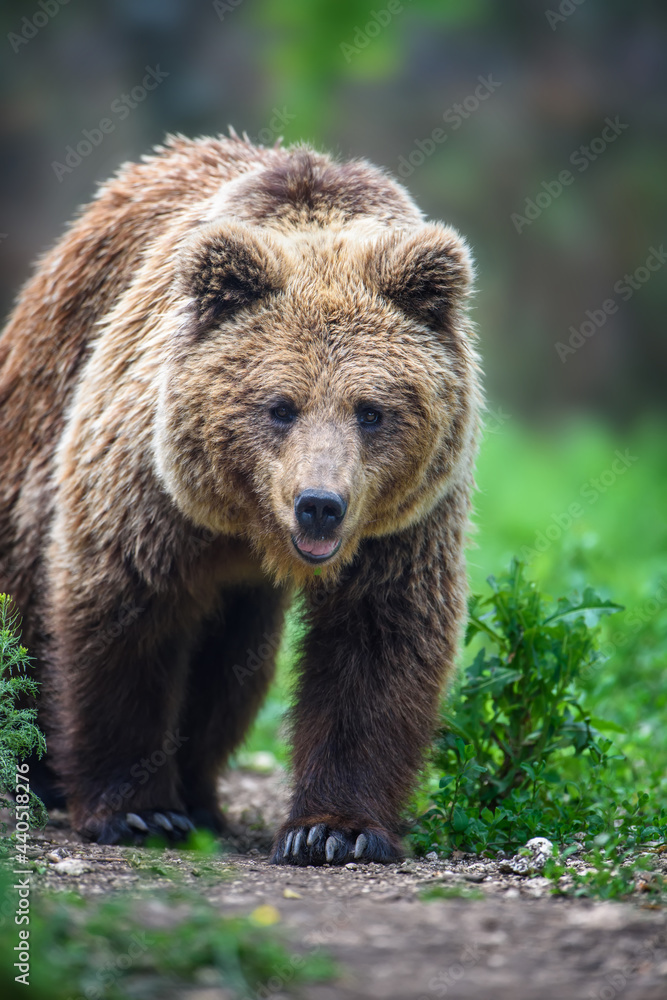 Wild Brown Bear in the summer forest. Animal in natural habitat. Wildlife scene