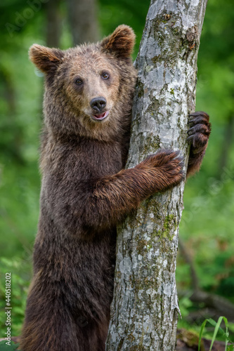 Wild Brown Bear leans against a tree in the summer forest. Animal in natural habitat. Wildlife scene