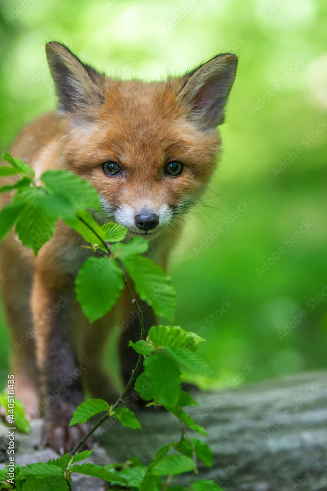 Red fox, vulpes vulpes, small young cub in forest. Cute little wild predators in natural environment