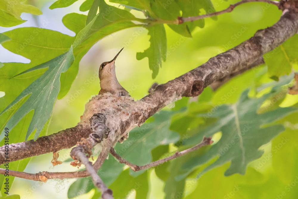 Close-up Of a Hummingbird sitting In Nest Close-up Of a Hummingbird sitting In Nest