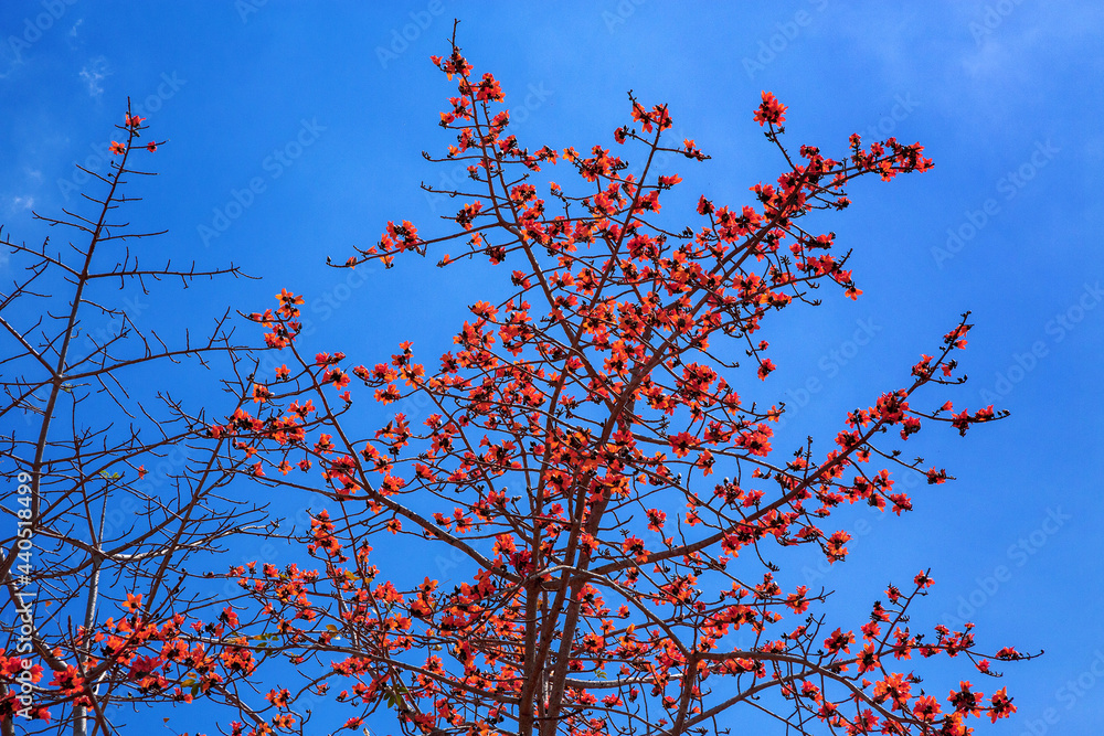 Palash flower tree, Butea Monosperma blooming. Palash flower tree, Butea Monosperma blooming.