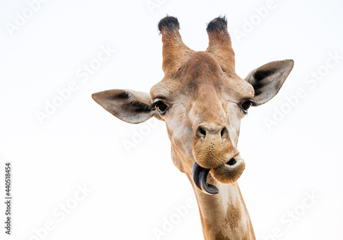 giraffe face with tongue on white background.