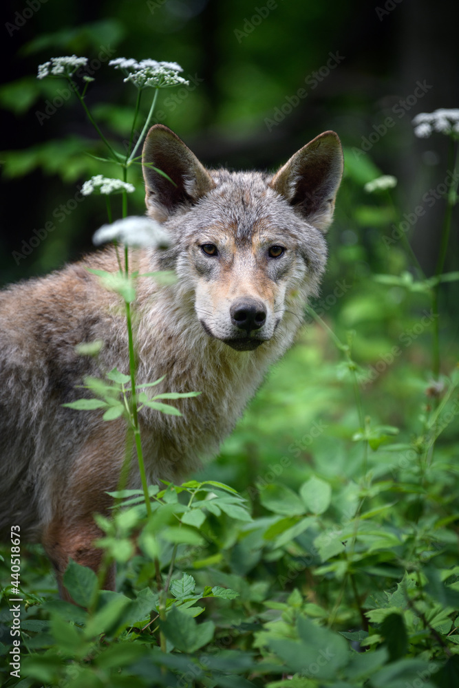 Wolf portrait in summer forest. Wildlife scene from nature