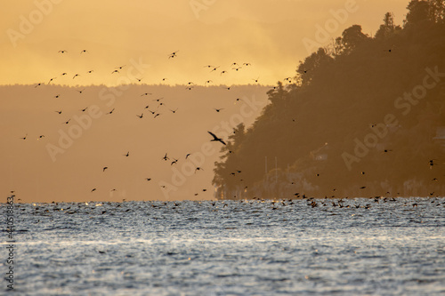 風景素材　冬の琵琶湖の黄昏時の水鳥