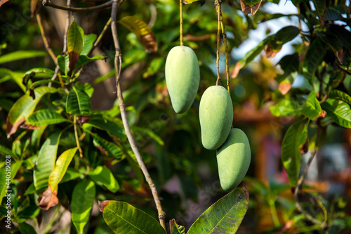 Fresh green mango fruit on the tree in the orchard.