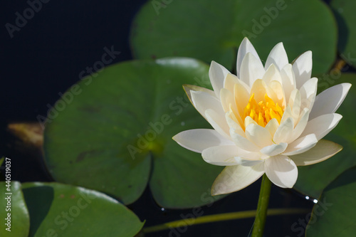 white flower lotus