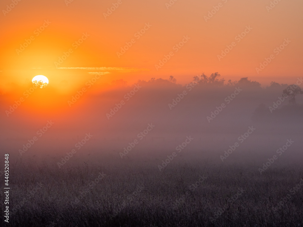 Obraz premium Golden Sunrise Through Mist and Trees