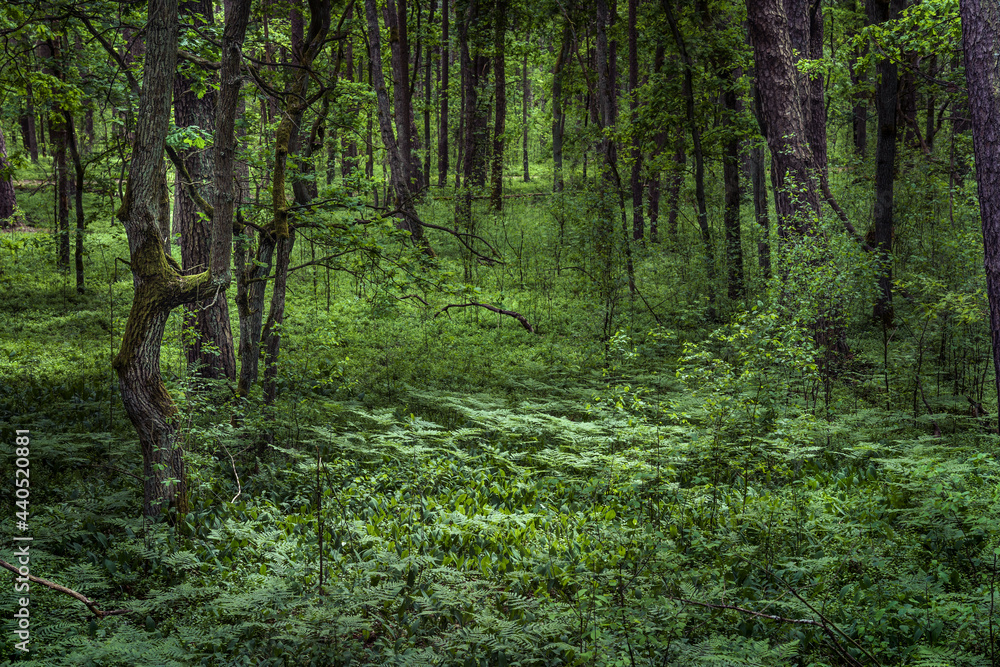 Rozległy zielony las
