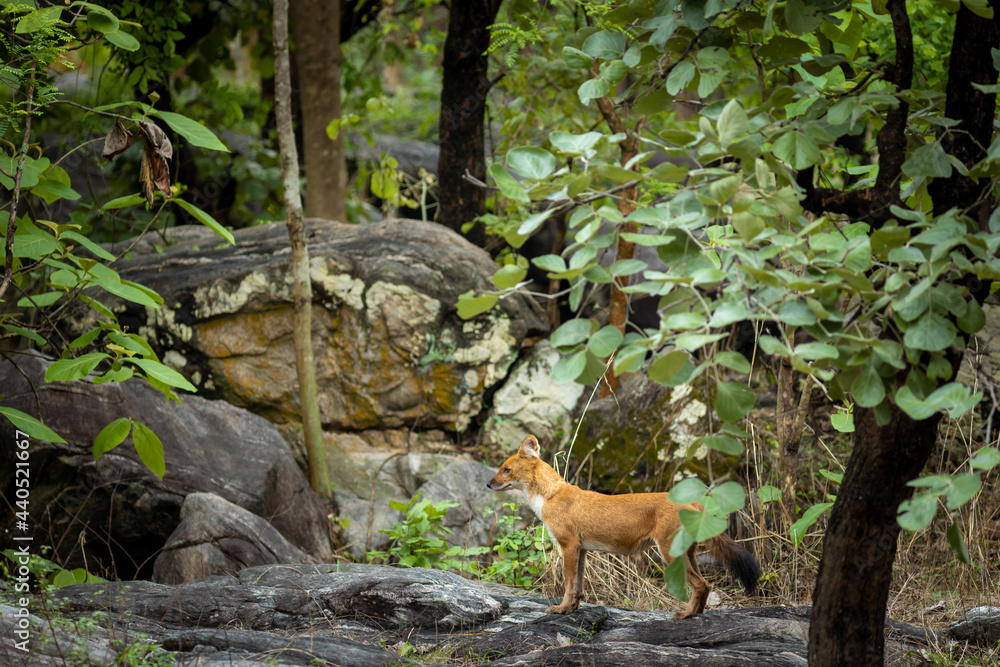 Indian Wild Dog aka Dhole Indian Wild Dog aka Dhole