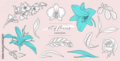 Set of art hand drawn flower and leaves. Isolated illustrations vector. Black outline plant on background.