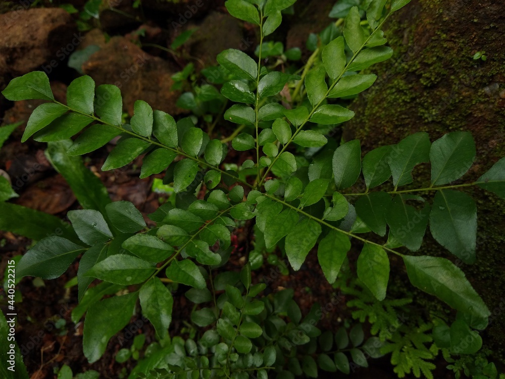 Obraz premium The&nbsp;curry tree&nbsp;(Murraya koenigii) or sweet neem plant
