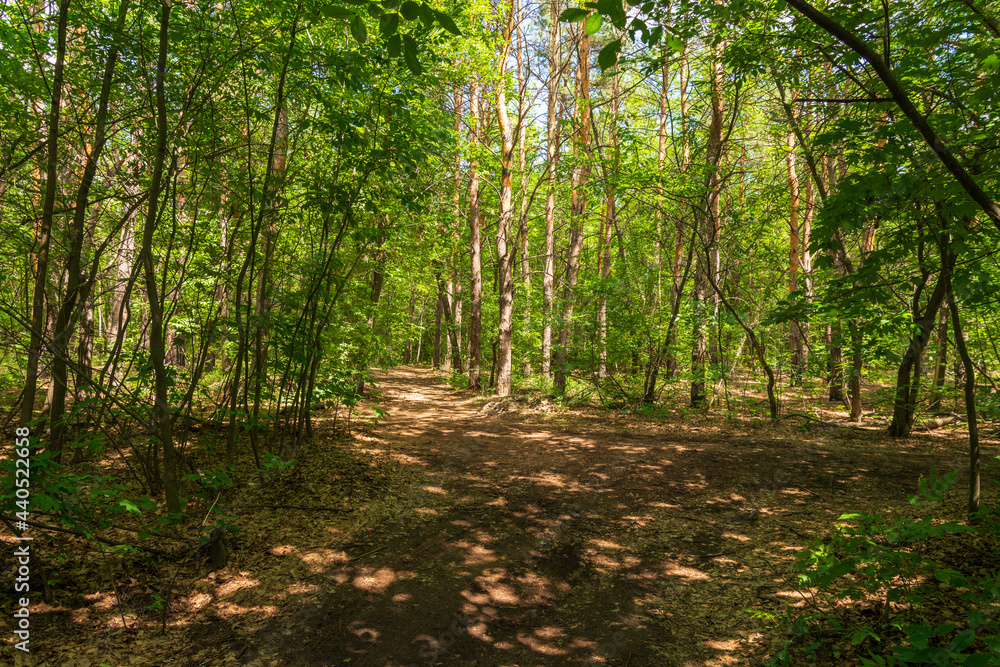 Obraz premium Pine island in a deciduous forest