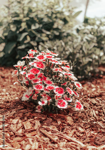 red rose petals on ground