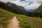 Beautiful hiking trail surrounded by wildflowers in Mt. Rainier National Park in Washington state
