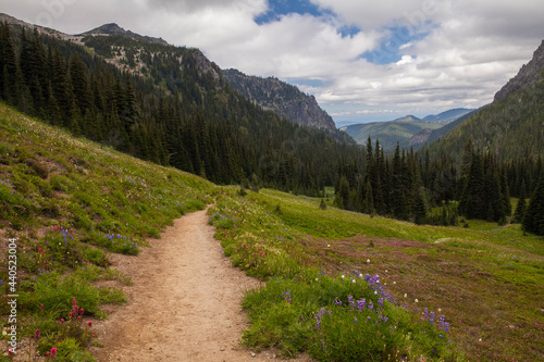 Beautiful hiking trail surrounded by wildflowers in Mt. Rainier National Park in Washington state 