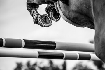 Horse Jumping, Equestrian Sports, Show Jumping themed photo.