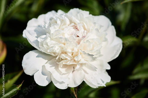 large beautiful flower of white peony close-up macro photo. floral summer garden