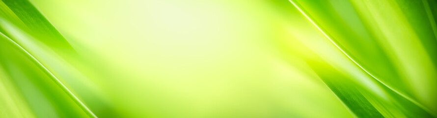 Nature of green leaf in garden at summer. Natural green leaves plants using as spring background cover page greenery environment ecology wallpaper