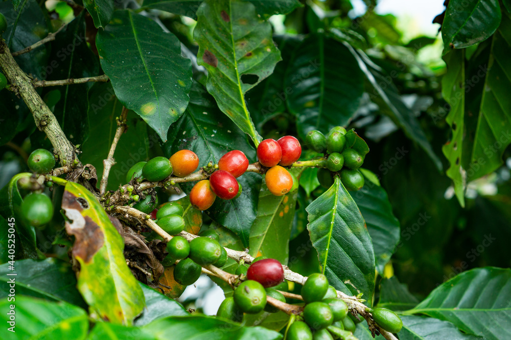 Ripe arabica coffee cherry fruit on trees. Robusta coffee cherries fruits ready to be harvested.